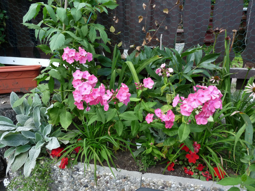  - Phlox - brumarele