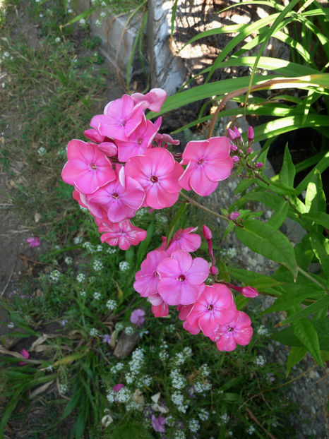  - Phlox - brumarele