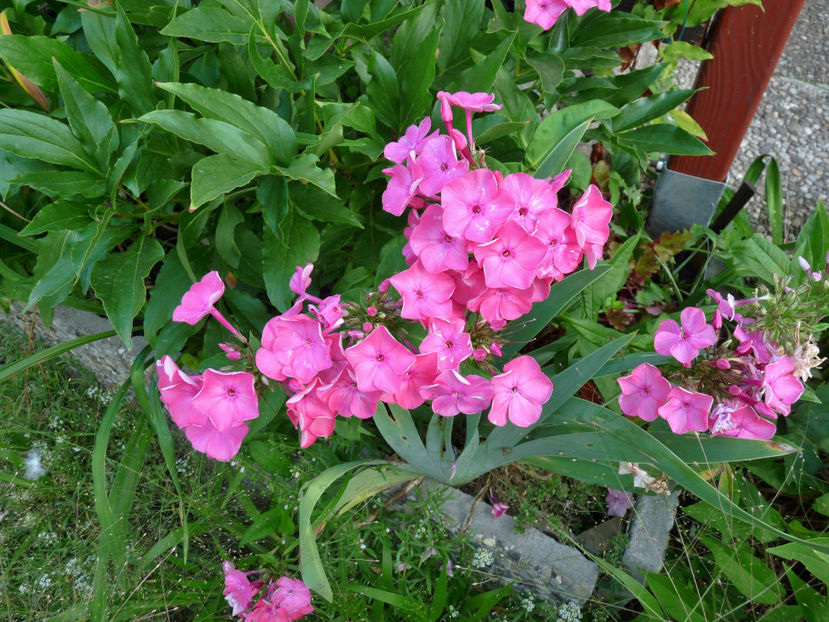  - Phlox - brumarele