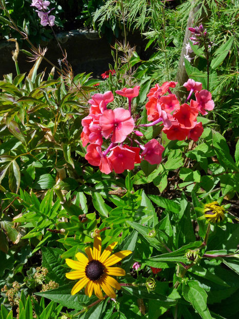  - Phlox - brumarele