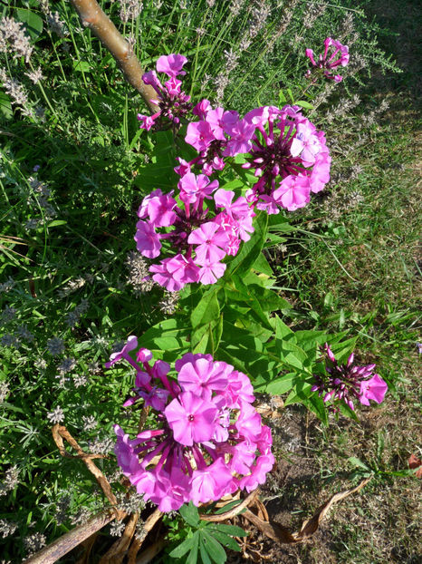  - Phlox - brumarele
