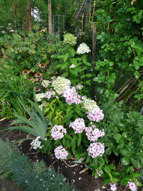  - Phlox - brumarele