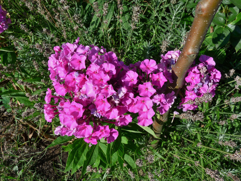  - Phlox - brumarele
