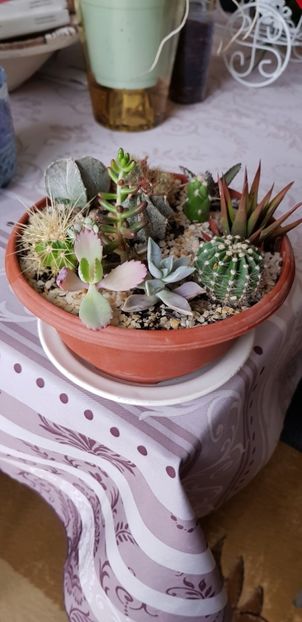  - Cactuși si suculente