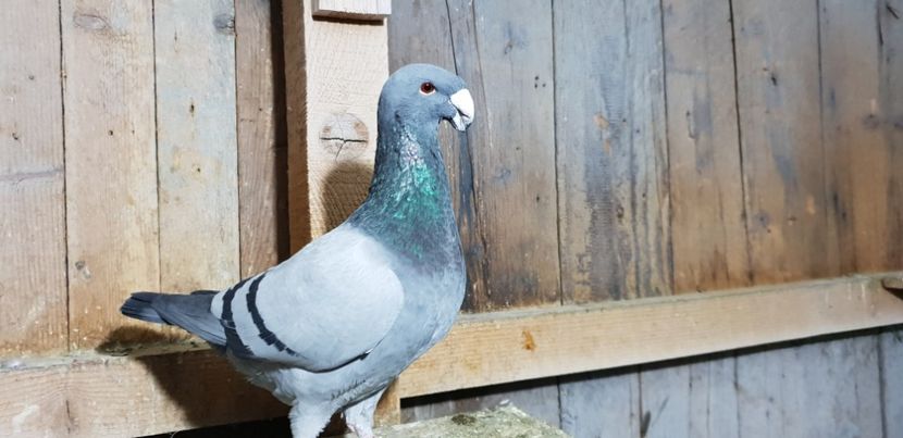  - Voiajori Germani 2018