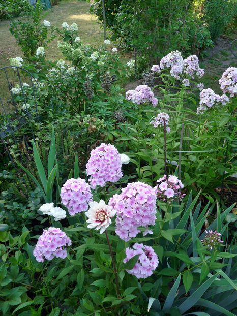  - Phlox - brumarele