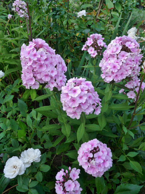  - Phlox - brumarele