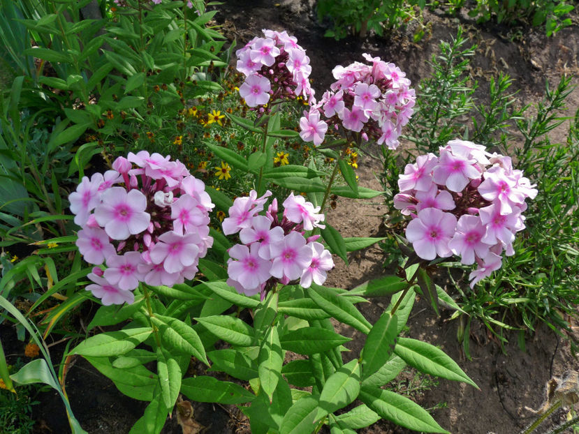  - Phlox - brumarele