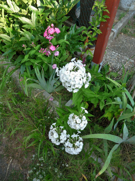  - Phlox - brumarele