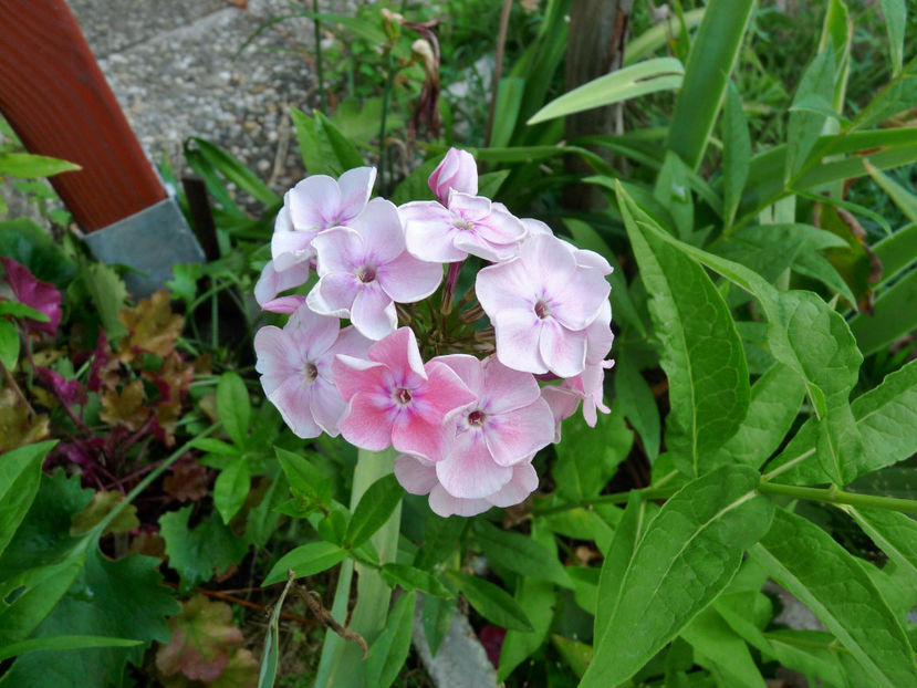  - Phlox - brumarele
