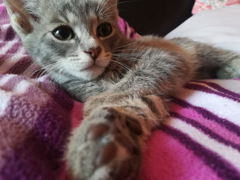 IMG-20180710-WA0012 - 25 12 2018