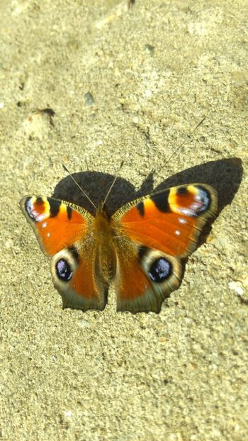  - Imagini pozate de mine din natuta si diverse