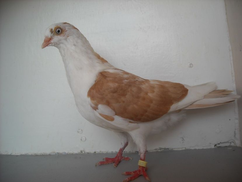  - PORUMBEI CARE MI AU APARTINUT