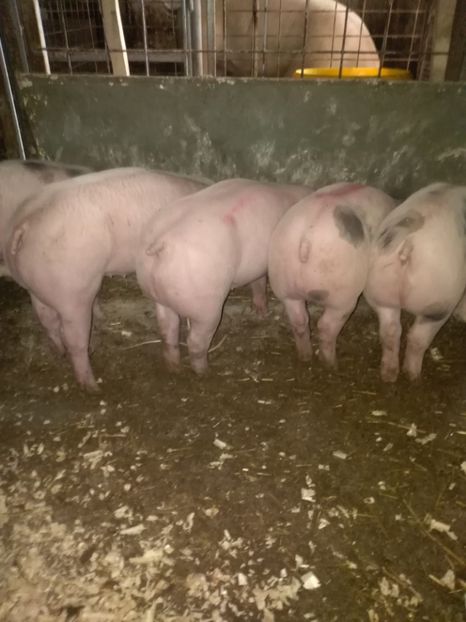  - Purcei octombrie 2018