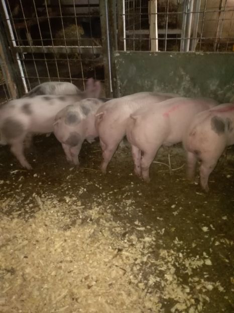  - Purcei octombrie 2018