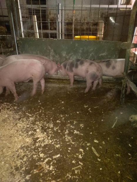  - Purcei octombrie 2018