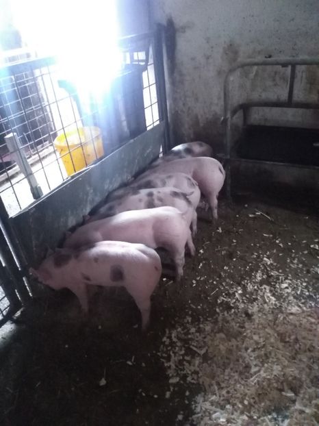  - Purcei octombrie 2018