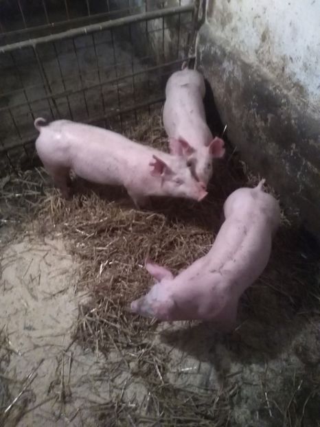  - Purcei octombrie 2018