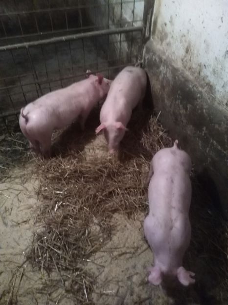  - Purcei octombrie 2018