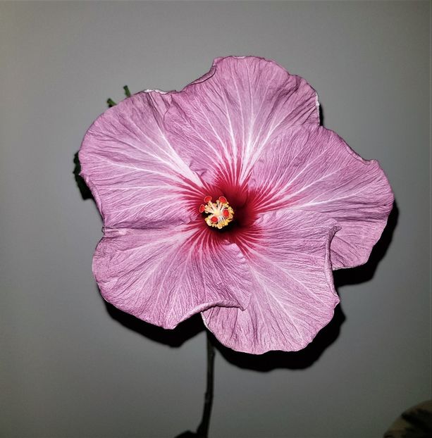  - Hibiscusi