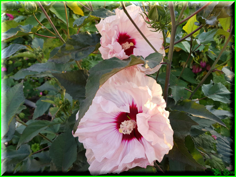 Cherry Cheesecake - Hibiscus moscheutos - Cherry Cheesecake