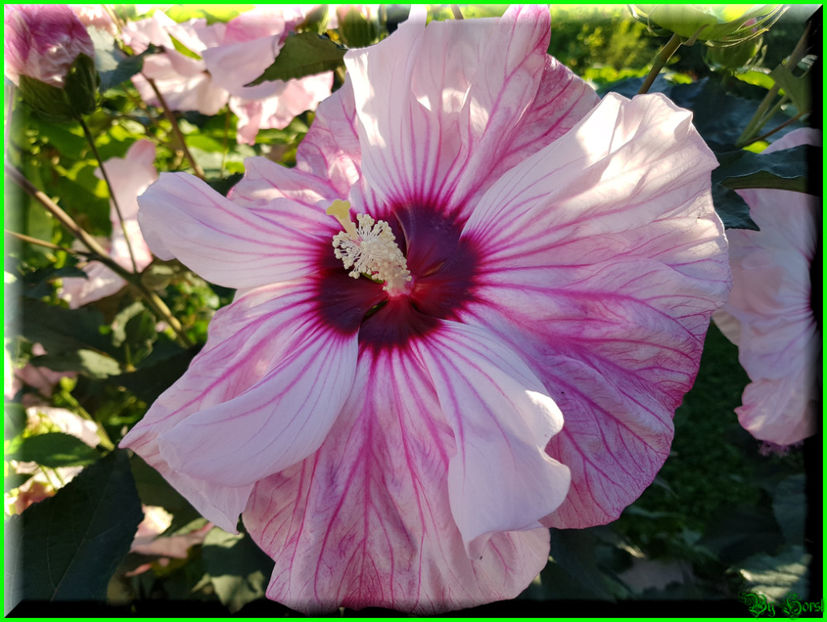 Cherry Cheesecake - Hibiscus moscheutos - Cherry Cheesecake