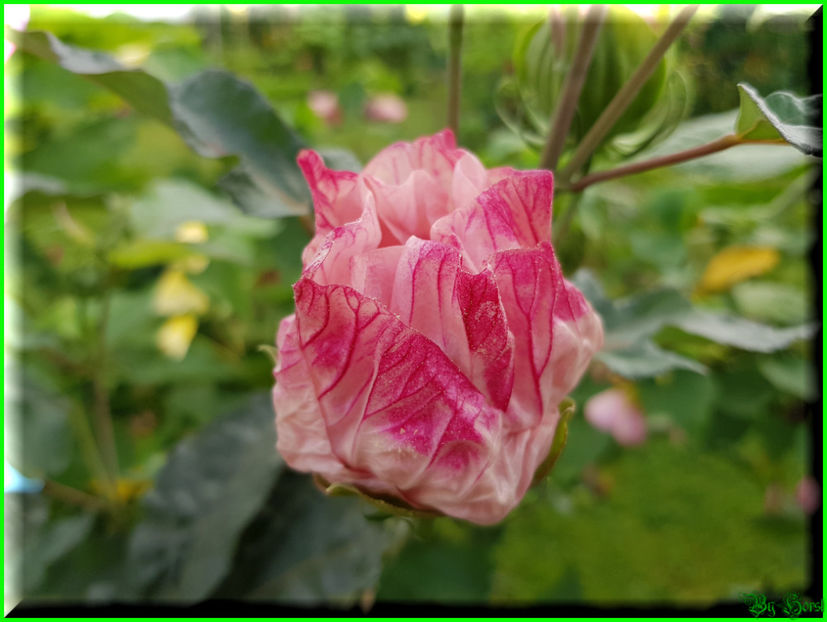 Cherry Cheesecake - Hibiscus moscheutos - Cherry Cheesecake