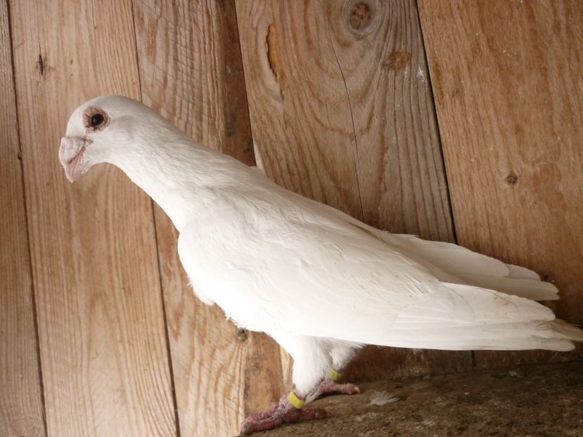 P1180843 - Voiajori stil vechi 2019