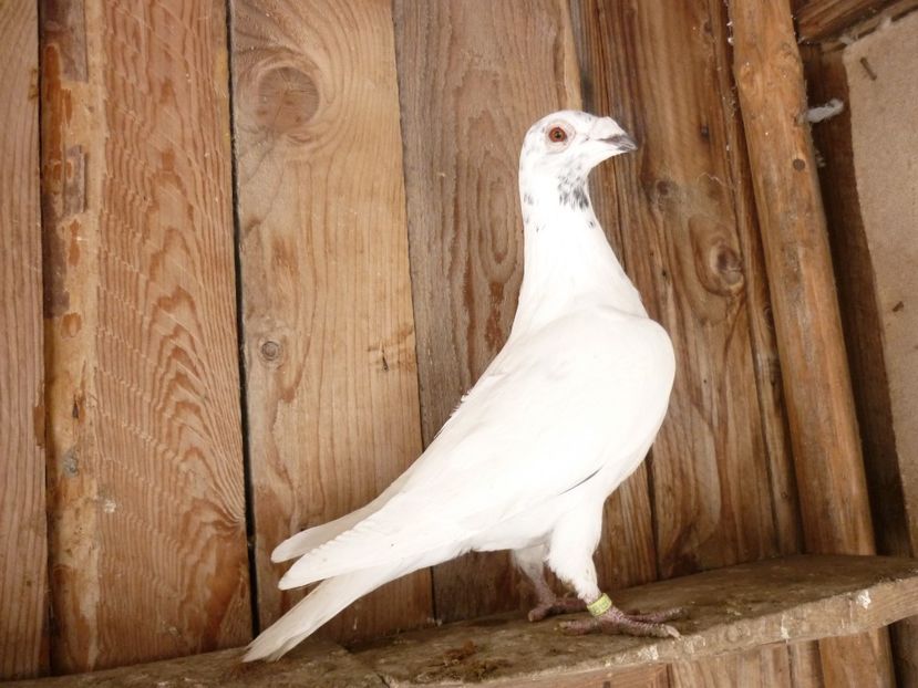 P1180848 - Voiajori stil vechi 2019