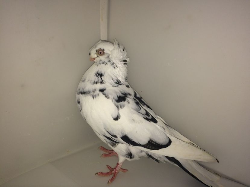 7180  mascul  2018_1 - pui 2018 BM