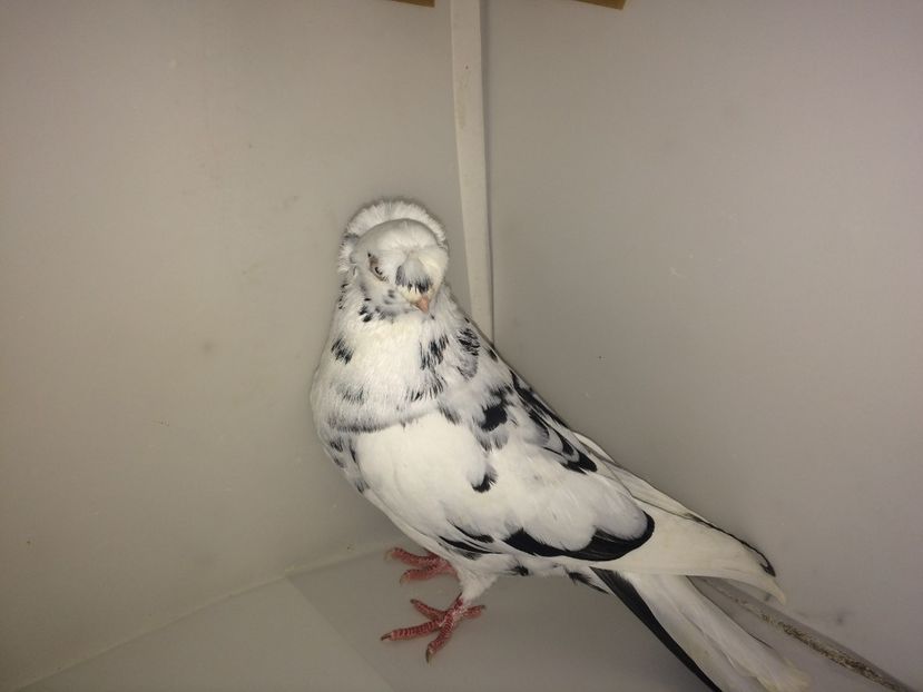 7180  mascul  2018_2 - pui 2018 BM