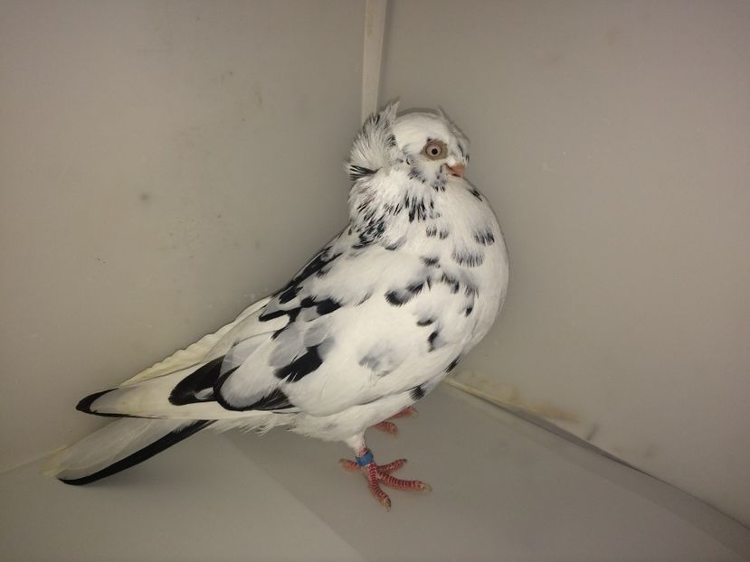 7180  mascul  2018_3 - pui 2018 BM