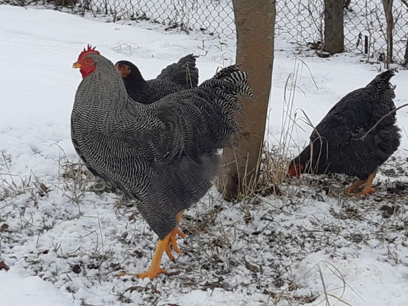  - Playmout rock barat