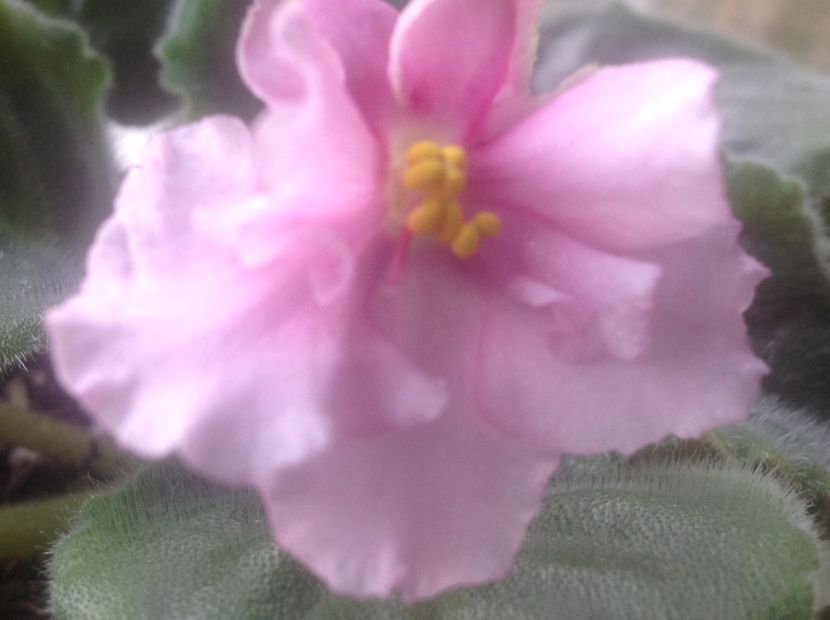 LE Stefanie - Violete de colecție cand nu poti sa te oprești 2018aprilie