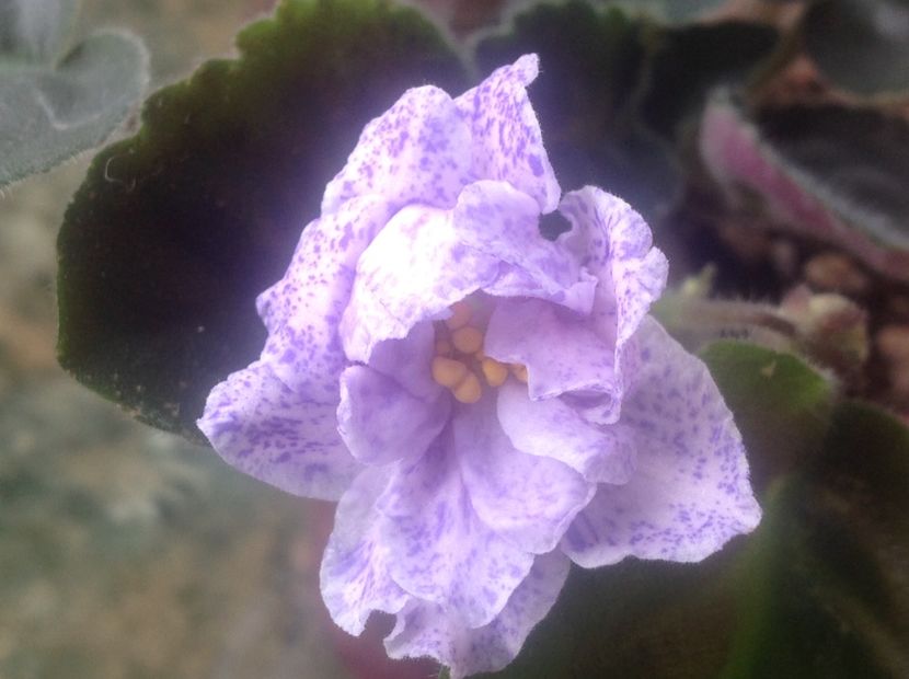 RS Morskaia Princessa - Violete de colecție cand nu poti sa te oprești 2018aprilie