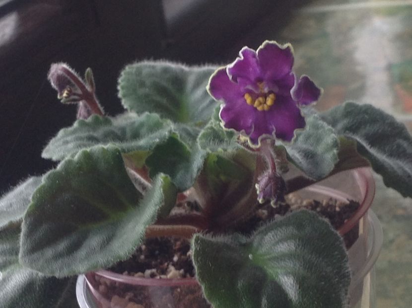 King s Treasure - Violete de colecție cand nu poti sa te oprești 2018aprilie