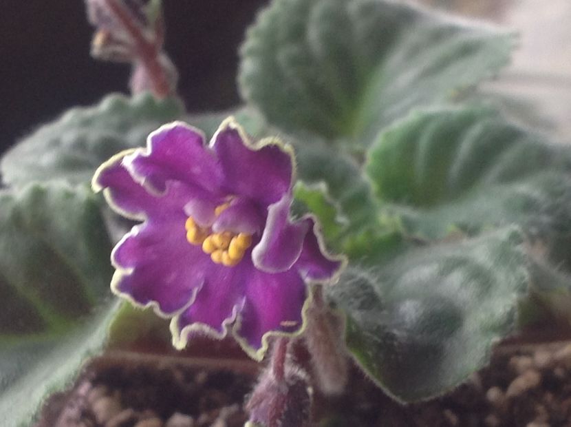 King s Treasure - Violete de colecție cand nu poti sa te oprești 2018aprilie