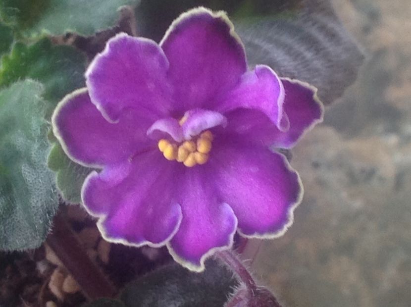 King s Treasure - Violete de colecție cand nu poti sa te oprești 2018aprilie