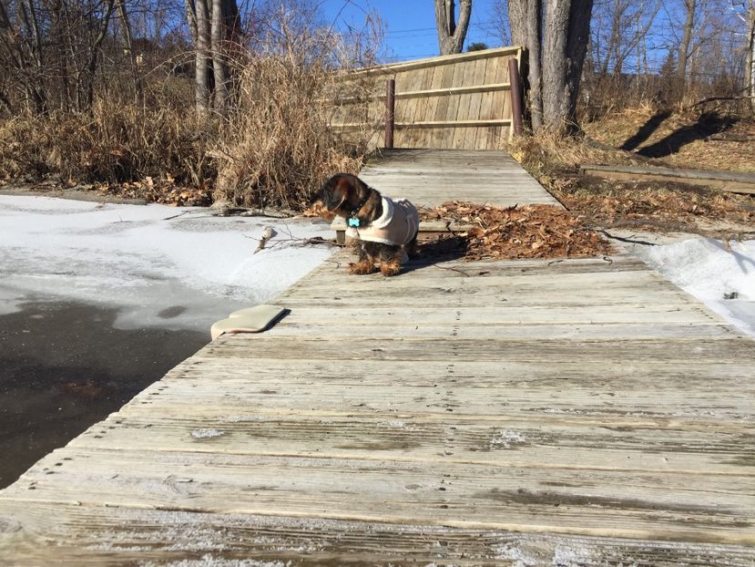 Toby - Generația 2018