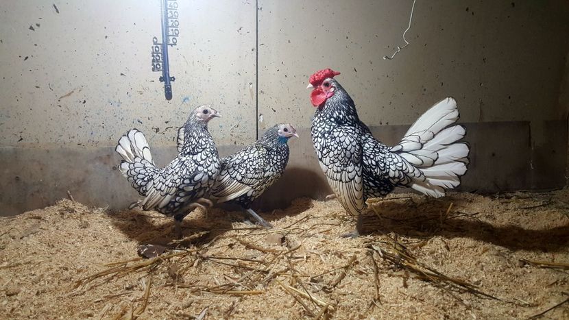  - Sebright argintiu matca 2019