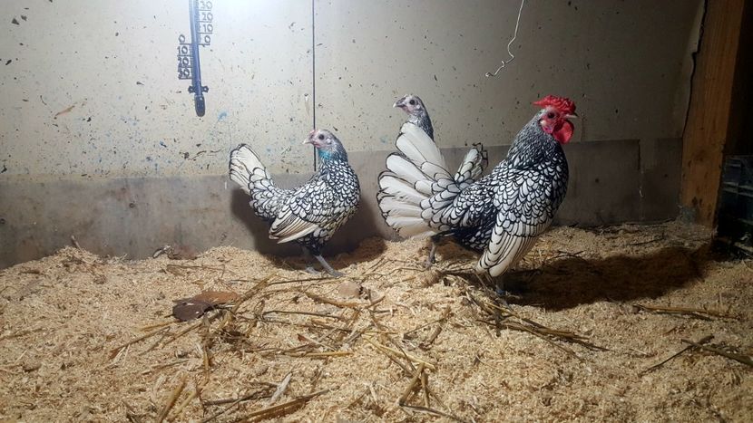  - Sebright argintiu matca 2019