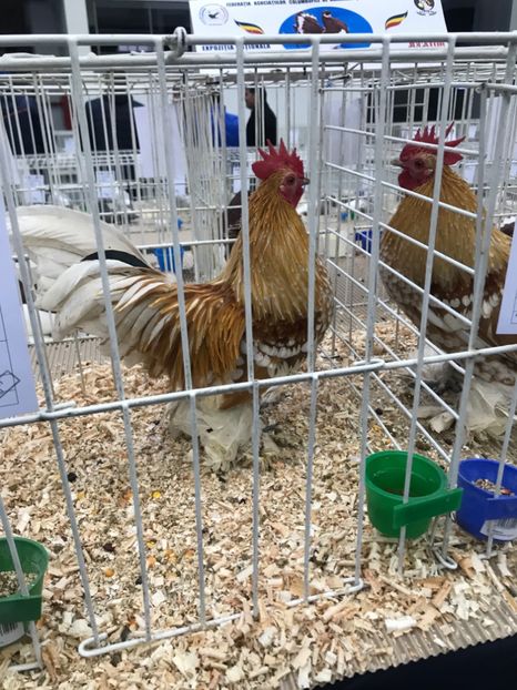 328E4918-A48E-4AF3-8280-604B1F9ABE6C - Expozitia Craiova 2018