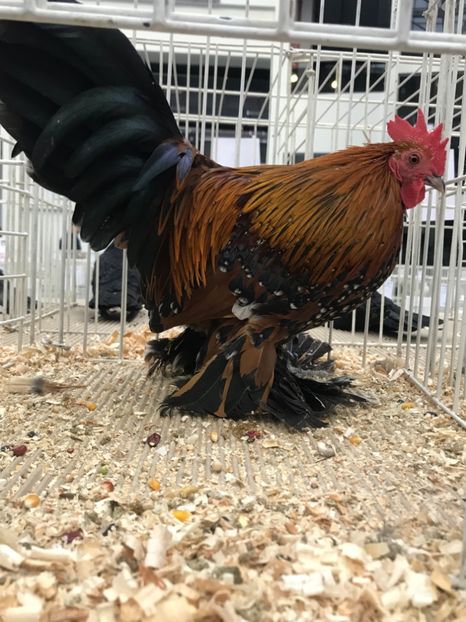 9F22FF5B-DDC7-49D8-A205-B0858302C6DD - Expozitia Craiova 2018