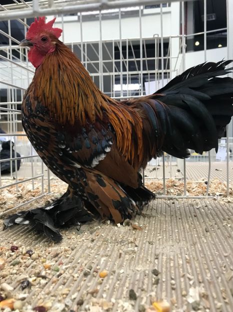 BFF6C14F-2042-4DA5-8709-31DBE93AC70C - Expozitia Craiova 2018