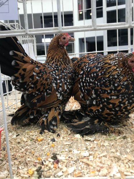 EA11CEE4-0407-421B-A313-14611C3CD0E5 - Expozitia Craiova 2018