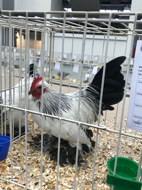 37709B70-6CA0-469F-B2A9-EB22D4AEBB16 - Expozitia Craiova 2018