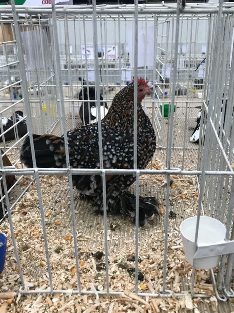 62981A44-827B-4B85-A8BE-F98376A6D39D - Expozitia Craiova 2018