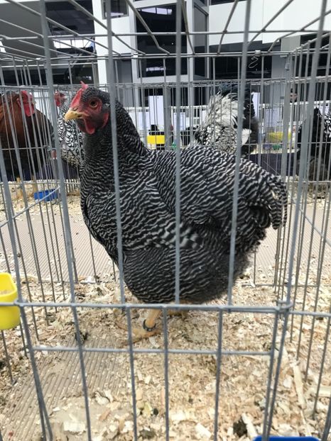 8034C5E0-4461-4128-A2D0-B54BDE681C5B - Expozitia Craiova 2018