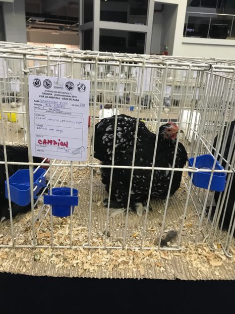 2F3FB291-20F8-4B67-853A-A609C30D1ABC - Expozitia Craiova 2018