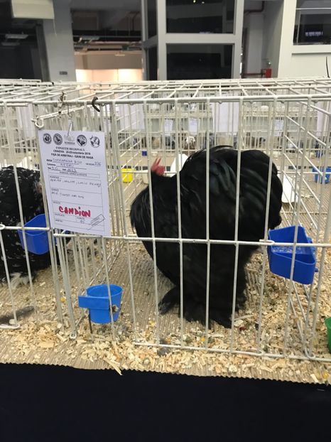 4EBB376E-BE1F-4651-B2AC-5BA87E647DB8 - Expozitia Craiova 2018